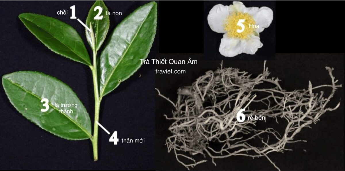 Búp trà Thiết Quan Âm, hoa và rễ