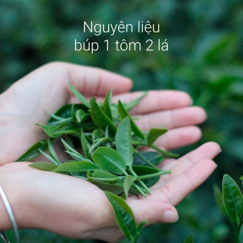 Búp trà Thái nguyên